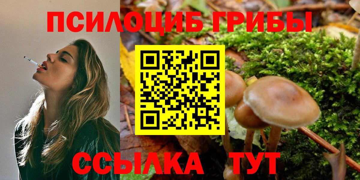Ставрополь  продажа наркотиков  Галлюциногенные грибы MAGIC MUSHROOMS  Вход с VPN  Псилоцибиновые грибы GOLDEN TEACHER 